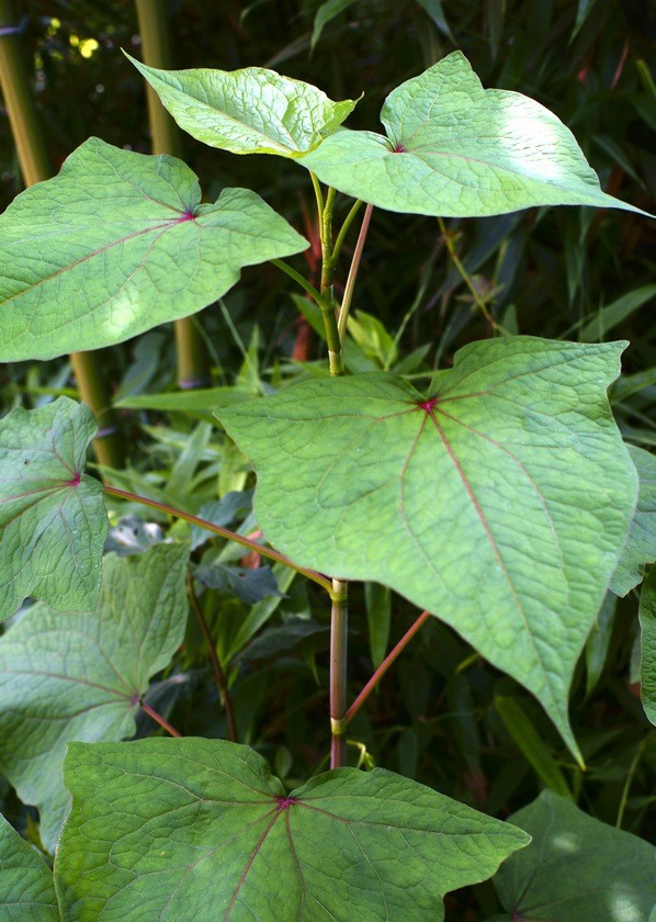 农村一种常见的植物,农民用它喂猪,竟是一味中药,药名
