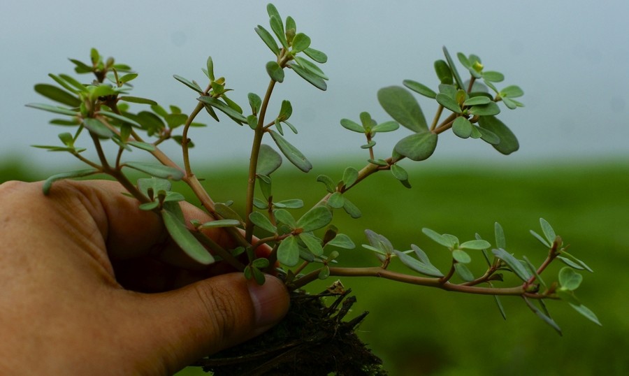 农村一种药食两用的野生植物,有消炎止渴利尿作用,可治痢疾疮疡