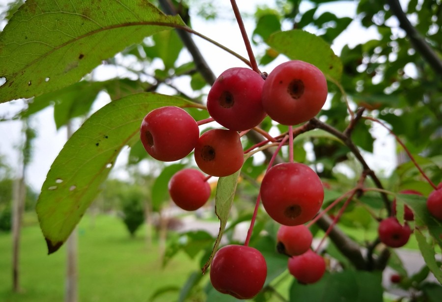 这果实名叫"海棠果",就是海棠树的果实.
