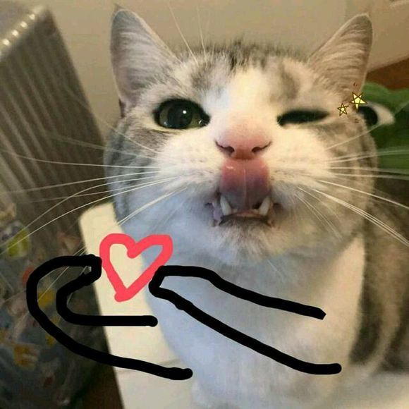 可爱猫咪搞笑表情包:我,骗子,打钱!