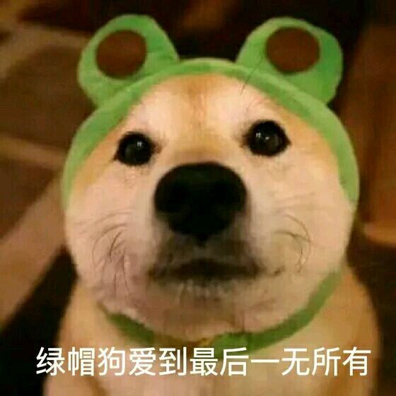蠢萌狗狗搞笑表情包:爱到最后一无所有!