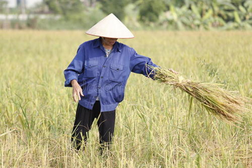 耕地,农民,抛荒,补贴,红线