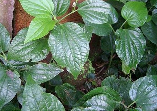 农村这种植物爬满地,曾是古老的香料,如今是城里人爱吃的野菜