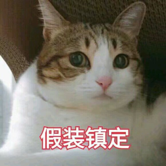 可爱猫咪搞笑表情包:你没对象,好可怜啊!