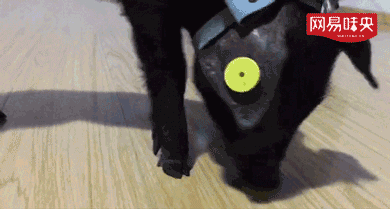 网易味央最大的优势是将传统的猪肉生产工业化,信息化,可控化,找到了