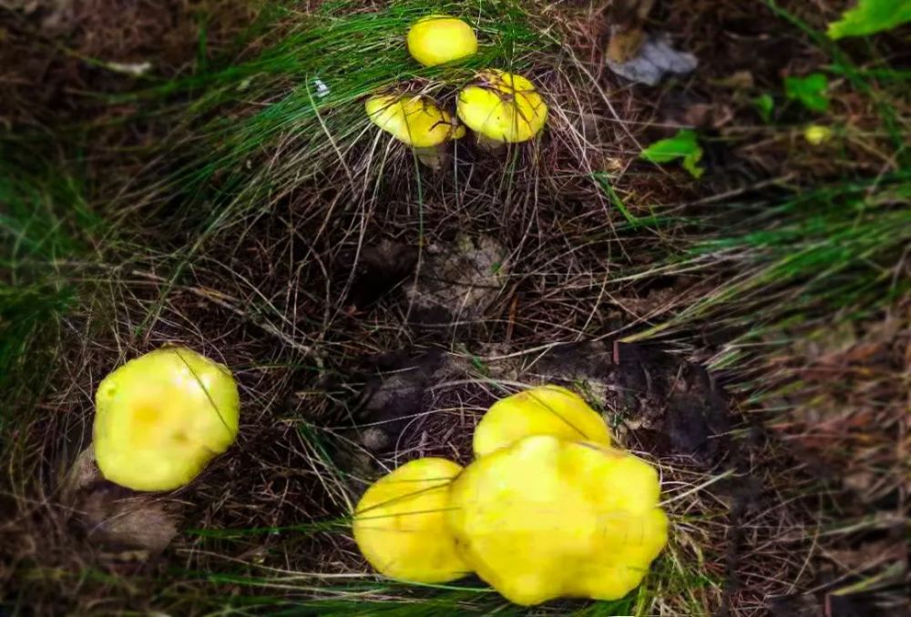 这么多野生蘑菇你吃过几种呢? 摄影/刘冬 小黄蘑