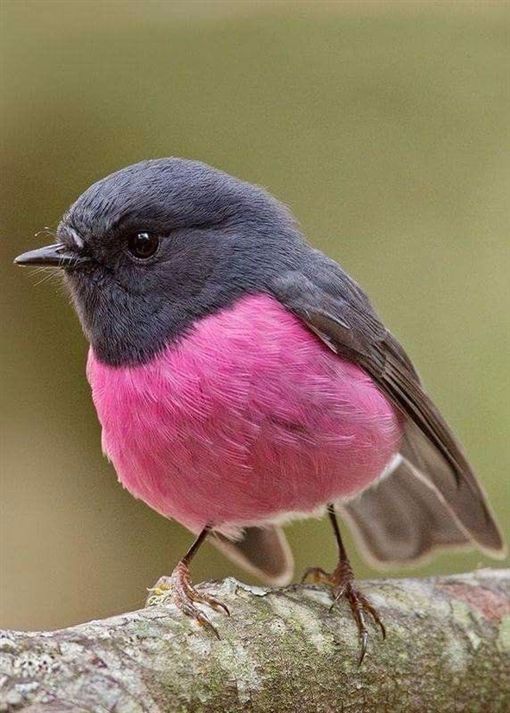 世界上最美的鸟!超梦幻"粉红鸲鹟",身体配色超可爱!
