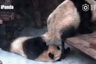 搞笑gif之熊猫:想当年,我可是.诶,别摸我脑袋!