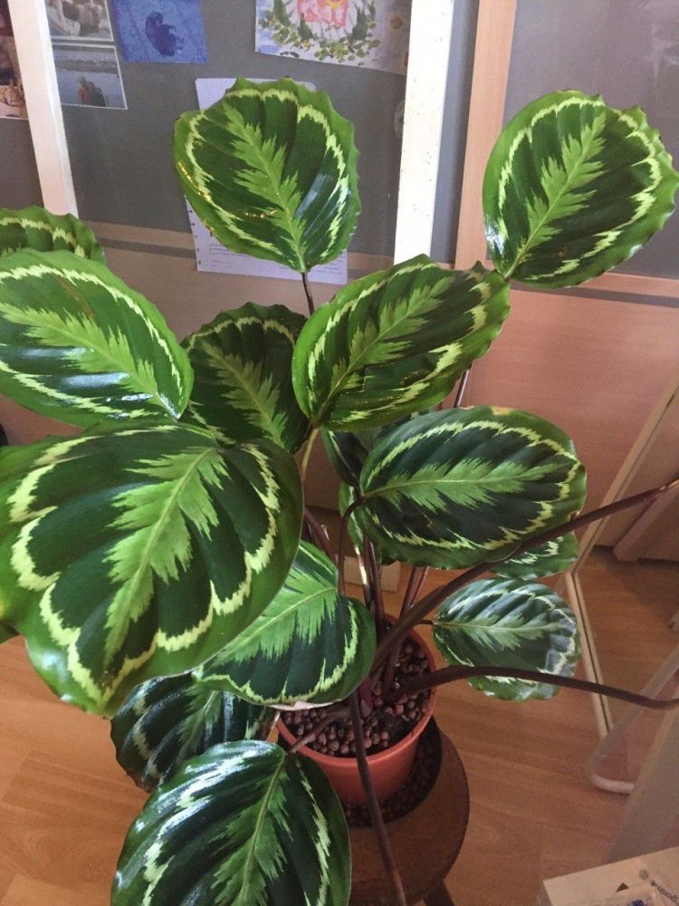 比孔雀竹芋还好看的观赏竹芋品种,叶子有彩虹般的纹路