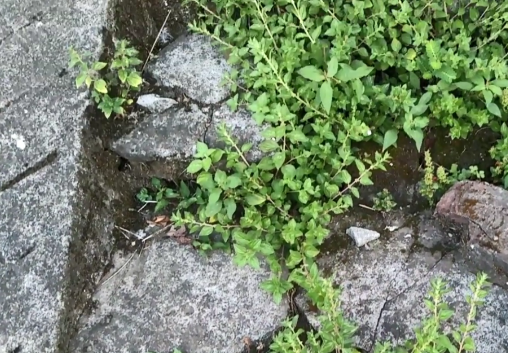 农村,野草,药材,雾里葛,治牙痛