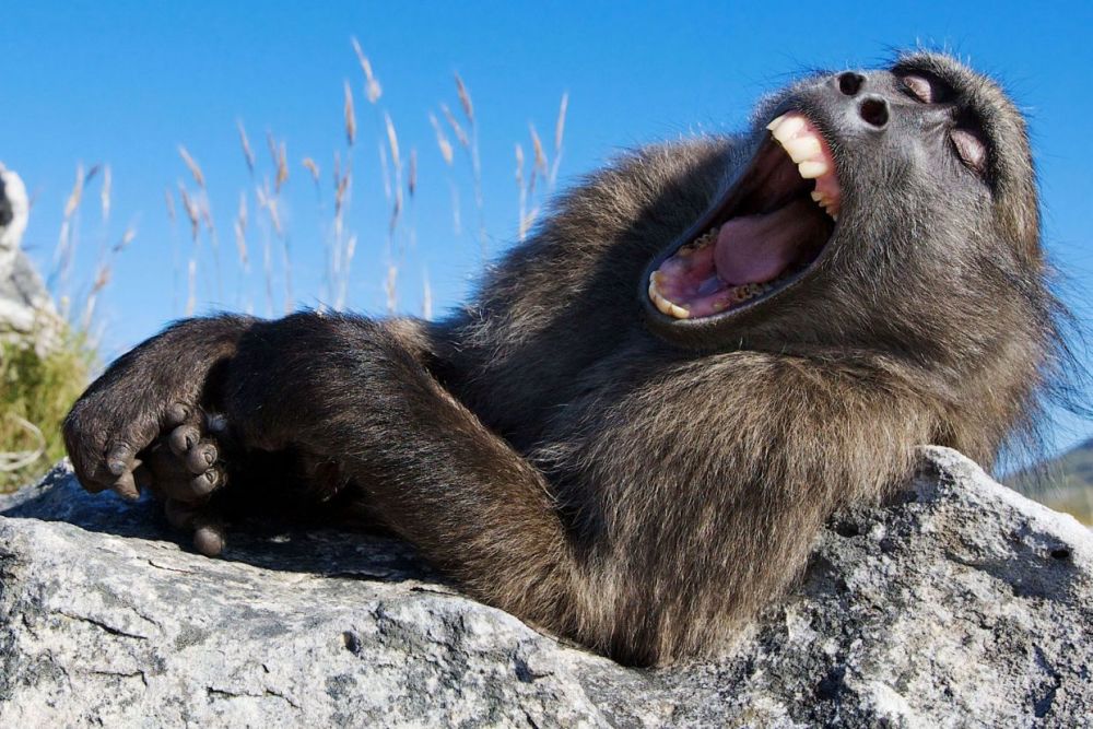 昏昏欲睡的狒狒,这巨大的哈欠,像是在张嘴哈哈大笑
