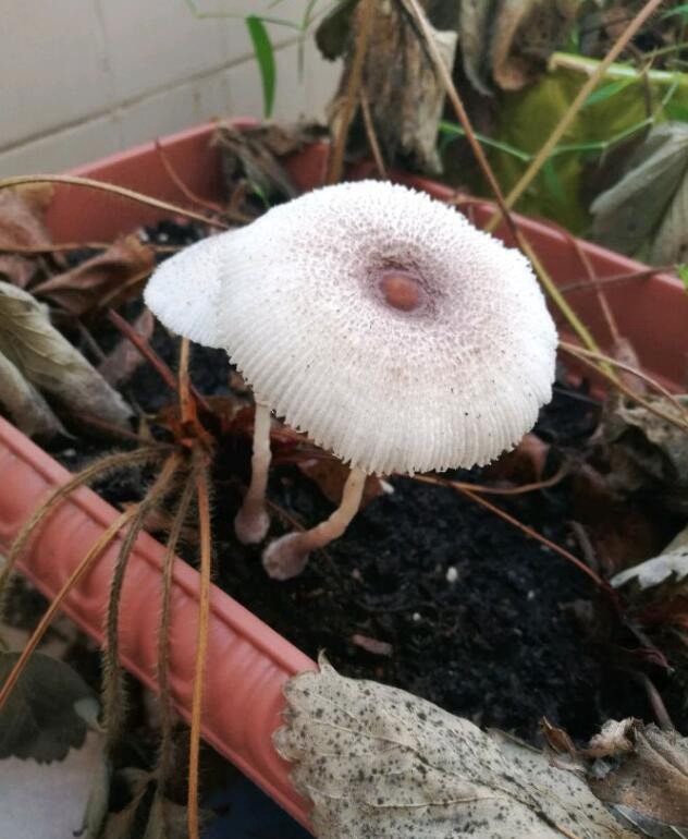 草莓都死掉了,蘑菇却已经开盖了,这蘑菇不会是草莓味的吧
