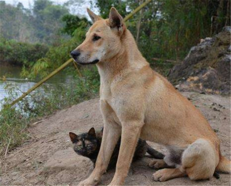 为何警犬不选用中华田园犬?因为智商吗?专家:不是它们