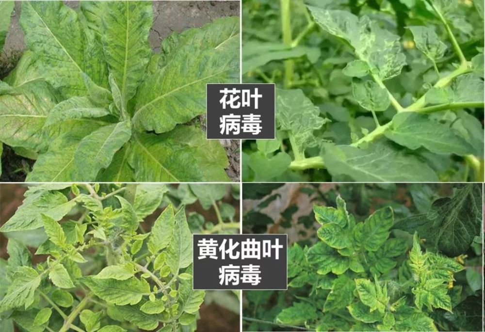 1.病毒病