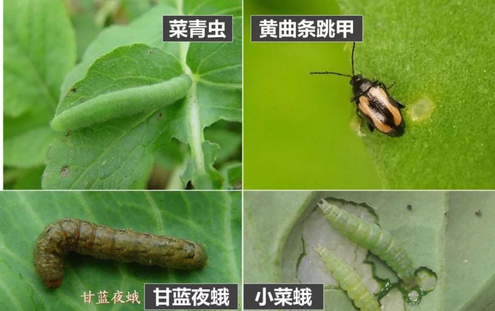 大家都知道,蛾类害虫的幼虫几乎都会啃食作物的叶肉,跳甲类害虫也会