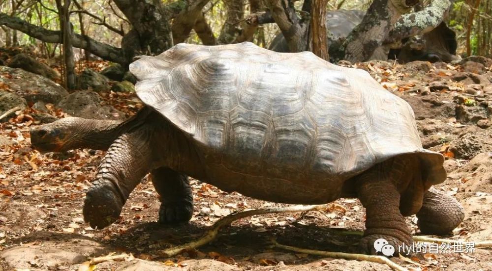 1,平塔岛加拉帕戈斯象龟(chelonoidis abingdonii),仅分布于南美国家