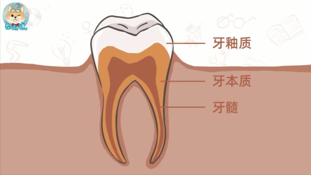 牙齿的硬度 腾讯网