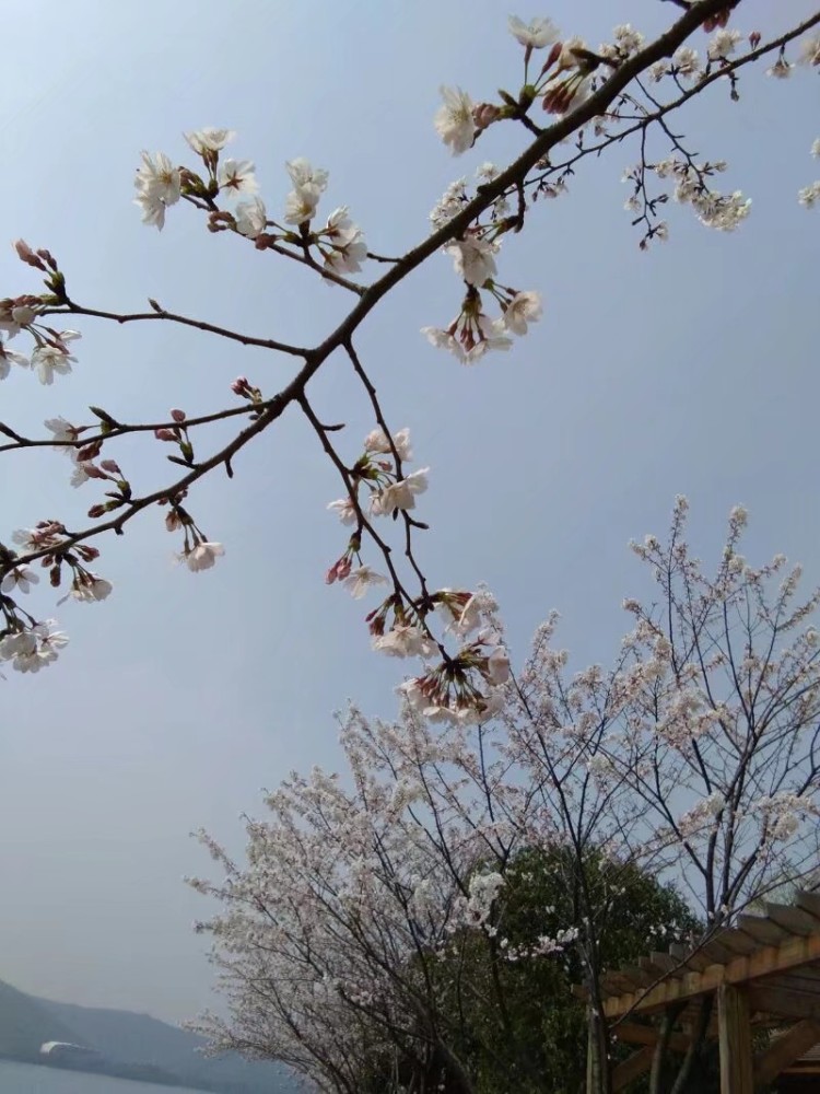 下着下雨在桃花树下散步别有一番韵味