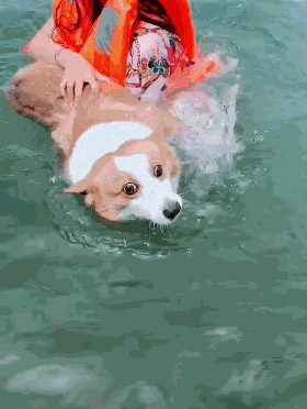 柯基第一次下水,泳池里的人笑得合不拢嘴,汪:我不会游泳啊!