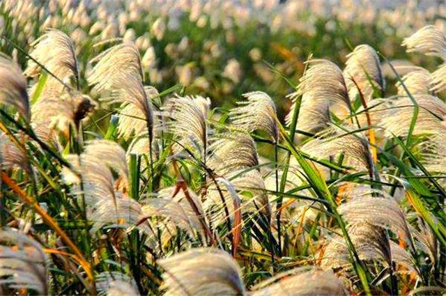 芦花,诗经,芦苇,雍裕之,武汉江滩,秋天