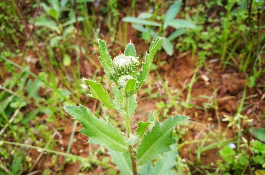 田野间长刺的草顶花蕾,您知道是什么草?药用凉血止血