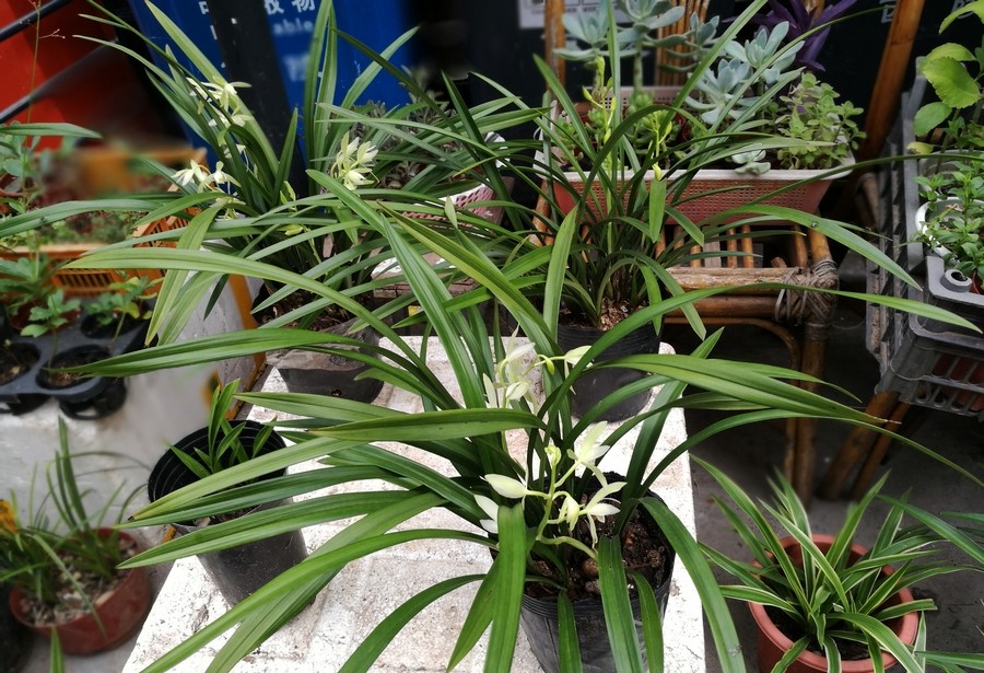 他卖的兰花品种多样,10元,30元,80元,100元,150元等一棵的兰花价格不
