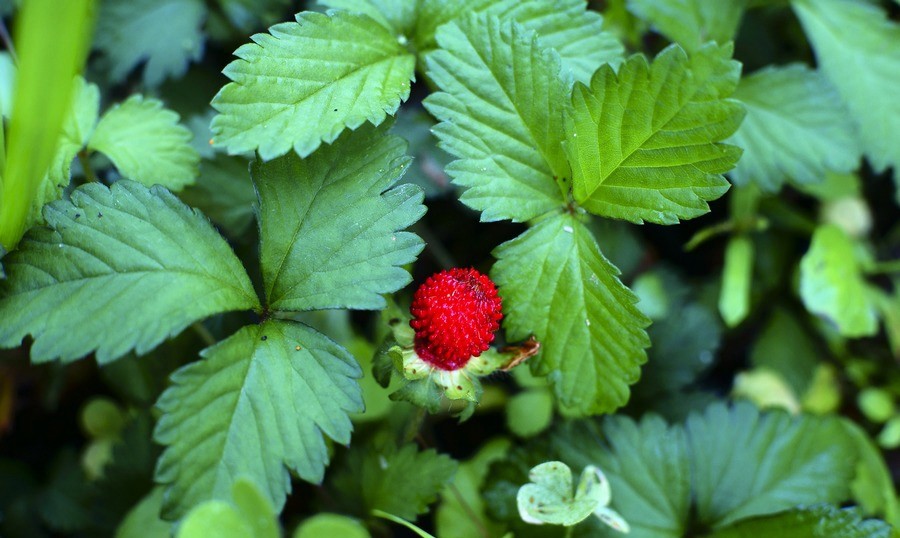 蛇莓别名蚕莓,鸡冠果,野杨梅,蛇含草,蛇泡草,蛇盘草,哈哈果,麻蛇果,蛇
