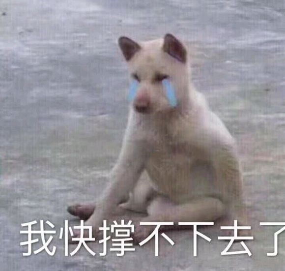 动物们的搞笑表情包:向知识的苦海前进吧!