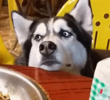 壁纸 动物 狗 狗狗 361_326 gif 动态图 动图