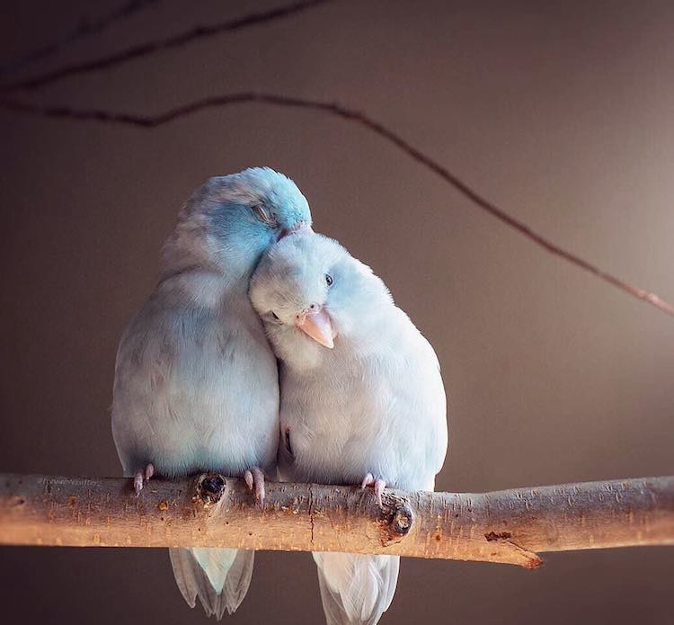 这种家养小鸟太浪漫,相互依偎爱意浓浓
