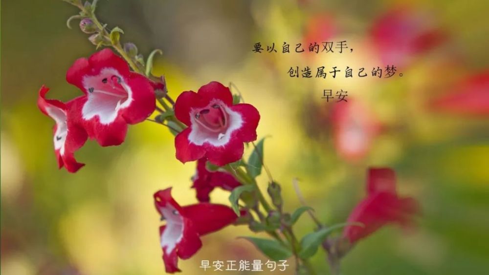 简单早安心语图片带字 早安图片带字励志语录