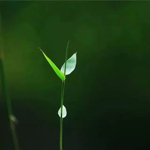 心灵音乐《月光竹雨》