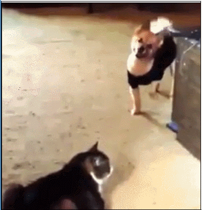 在街边吃大排档,狗子竟把桌子掀了,知道原因后主人哭笑不得!