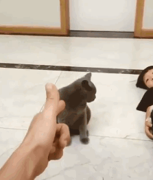 小铲屎官教猫咪如何学装死,猫咪学起来真是有模有样