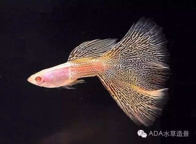 5.剑尾孔雀鱼(guppy swordtail)