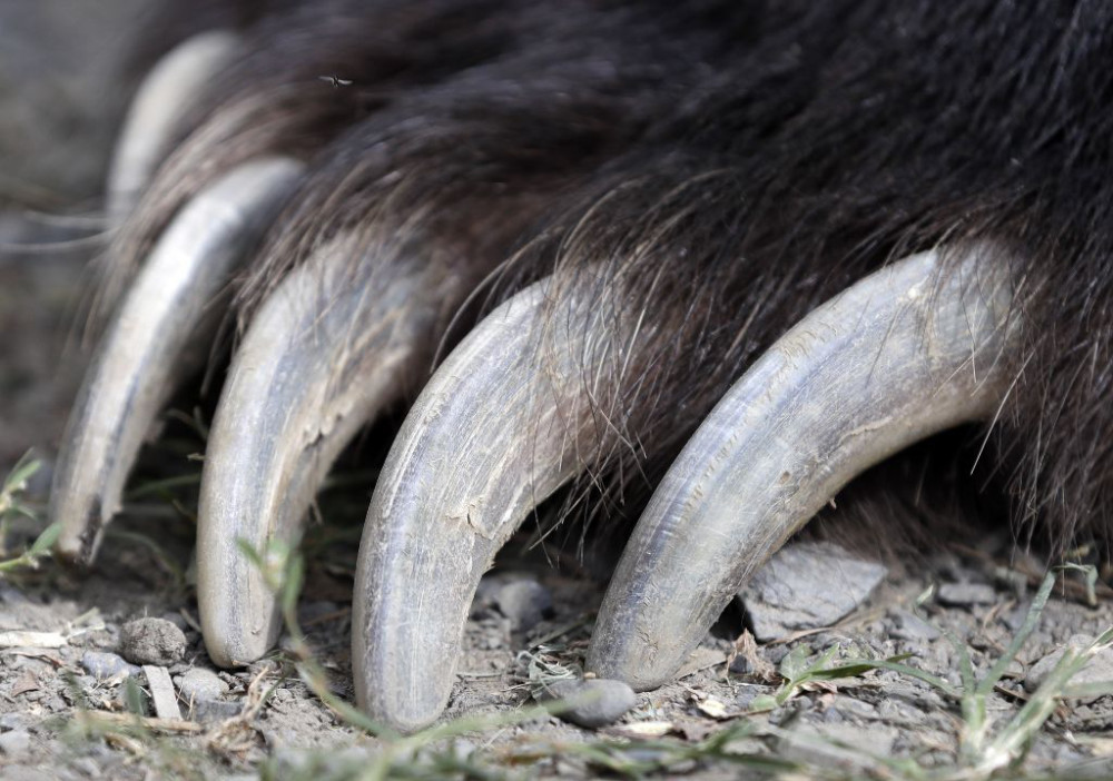 野生动物孤儿院里,科迪亚克棕熊jimbo的爪子特写.