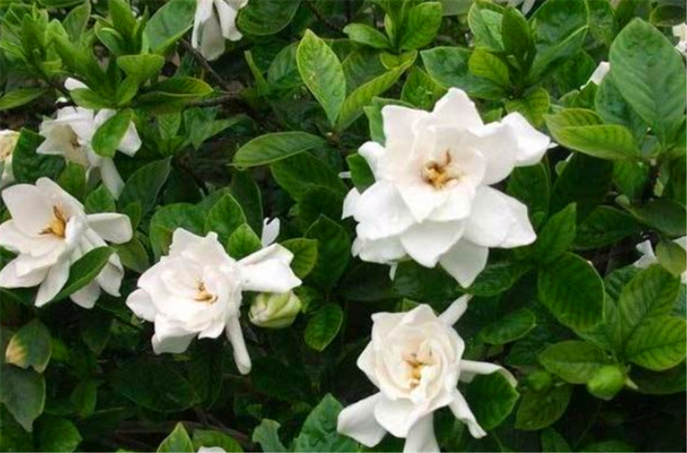 怎么样才能让新买的栀子花花苞开花叶片绿油油呢?一起来看看!