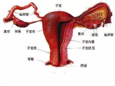 子宫,濉溪县中医院,宫腔,郭垒,盆腔