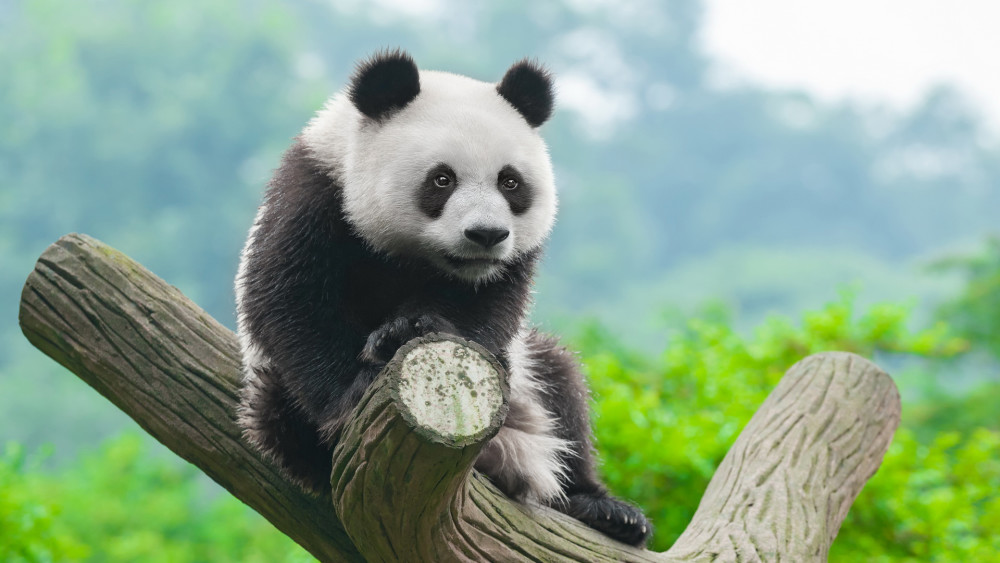 超可爱国宝大熊猫写真