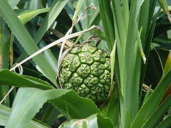 这植物名叫"野菠萝",果实像极了菠萝,虽然带刺,但用处