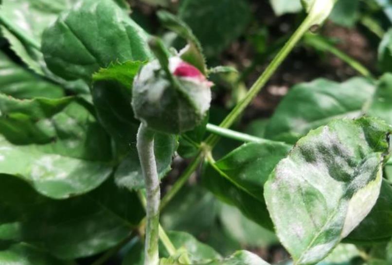 月季花叶片出现白色霉层,多菌灵喷了几次无效果,如何来预防?