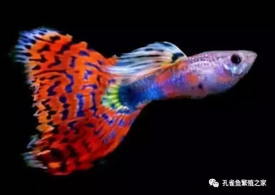 孔雀鱼定时趴缸
