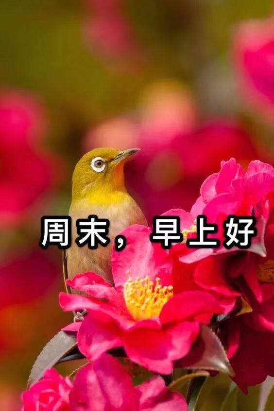 清晨的阳光和努力的你,都值得被命运温柔以待,周末早安快乐吉祥