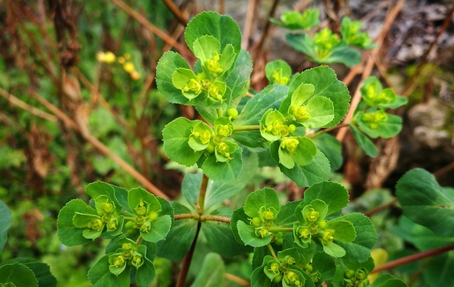乡村一种叫"猫眼草"的植物,您认识吗?具有拔毒止痒之效
