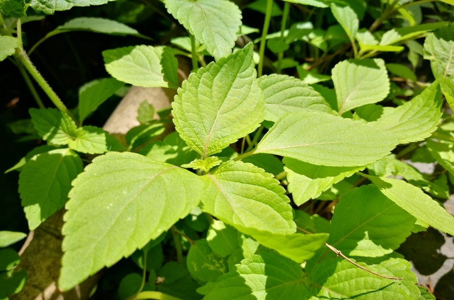 乡村两种很相似的植物,叶子形状相同,而颜色却不一样