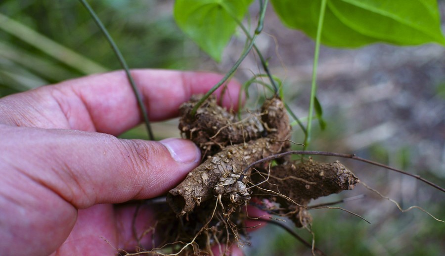 乡村山坡上的中药材野黄姜,根茎具有滋补作用,入药能活血化瘀