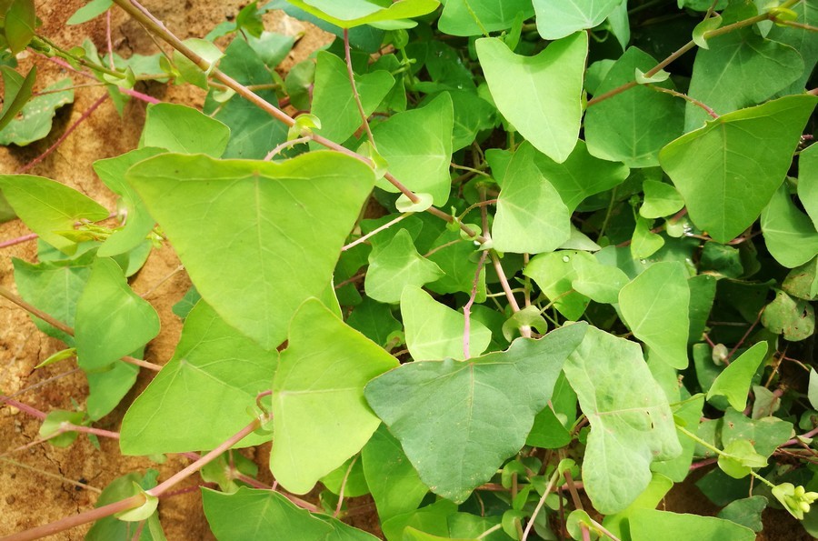 乡村荒野间长刺的藤蔓植物,其叶色翠绿,结青色果实,是