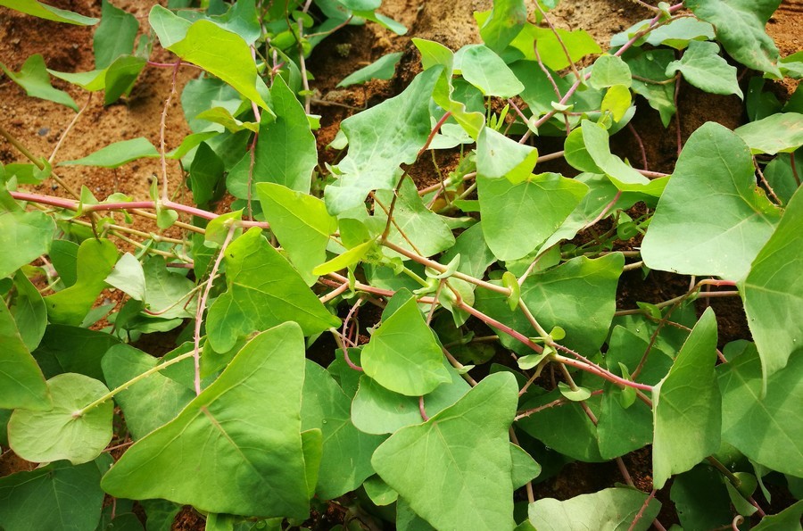 乡村荒野间长刺的藤蔓植物,其叶色翠绿,结青色果实,是味中草药