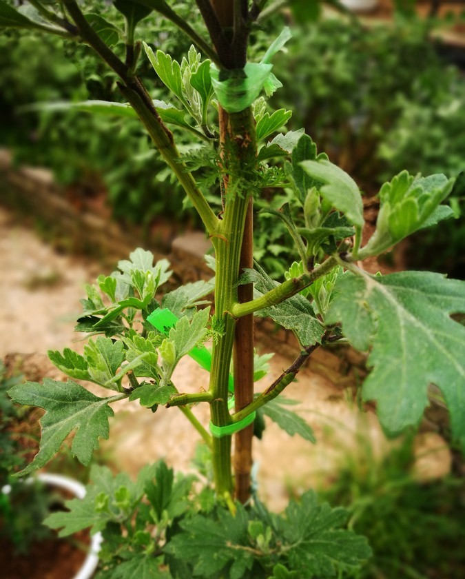 实拍嫁接的菊花苗,您见过吗