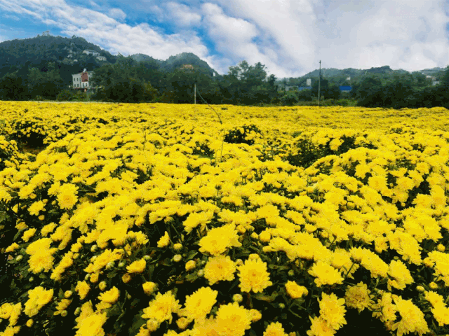 中南地区的千亩赏菊基地 【临湘桃林菊花博览园】 将于9月28日至12月